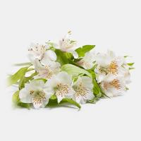 دسته گل آلسترومریا سفید