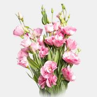 دسته گل لیسیانتوس یاسی