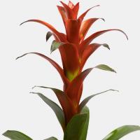 گلدان گازمانیا