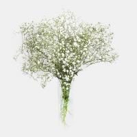 دسته گل ژیپسوفیلا سفید