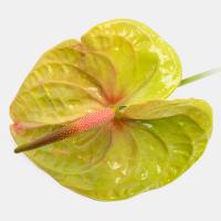  آنتوریوم سبز