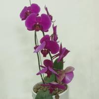 گلدان ارکیده بنفش