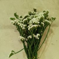 دسته گل زنبوری سفید 