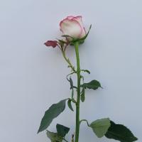 رز هلندی لب صورتی
