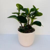 گلدان قاشقی سبز