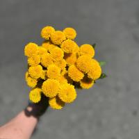 دسته گل داوودی توپی زرد