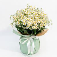 جار گل بابونه