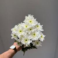 دسته گل داوودی سفید