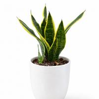 سانسوریا کرواتی ابلغ