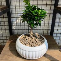 بن سای بهشت