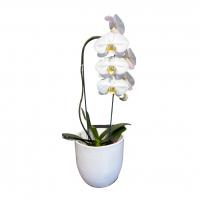 گلدان ارکیده سفید