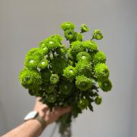 دسته گل داوودی سبز
