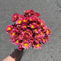 دسته گل داوودی آجری