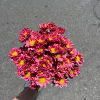 دسته گل داوودی بابونه ای آجری