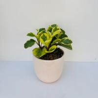 گلدان قاشقی ابلق