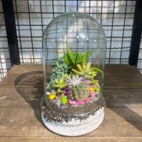 تراریوم کاکتوس حبابی