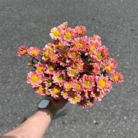 دسته گل داودی بابونه ای گلبه ای