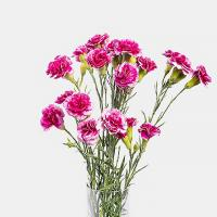 دسته گل میخک بنفش