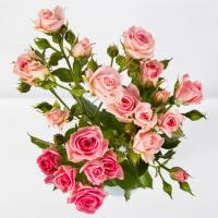 دسته گل رز مینیاتوری صورتی