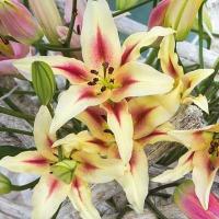 لیلیوم اورینتال سفید صورتی