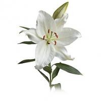 لیلیوم اورینتال سفید