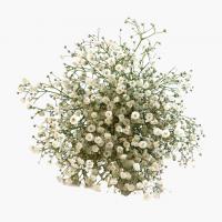 دسته گل ژیپسوفیلا بزرگ