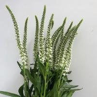 دسته گل ورونیکا سفید