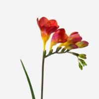 دسته گل فرزیا قرمز