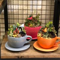 گلدان کاکتوس فنجونی