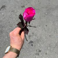 گل رز سرخ آبی