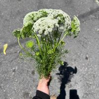 دسته گل آمی مجوس
