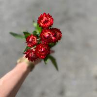 دسته گل مینا قرمز