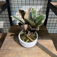 فیکوس شرابی سین