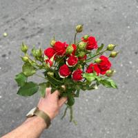 دسته گل رز مینیاتوری قرمز