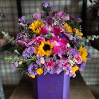 هارد باکس بنفش