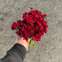 دسته گل قرنفل قرمز