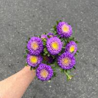 دسته گل مینا بنفش