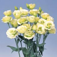 دسته گل لیسیانتوس نباتی