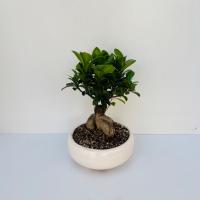 بن سای مینیاتوری