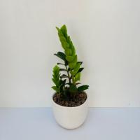 زاموفیلیا مینیاتوری