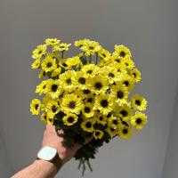 دسته گل داوودی بابونه ای زرد