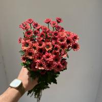 دسته گل داوودی بابونه ای آجری