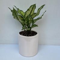 گلدان آگرونما مینیاتوری