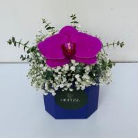 باکس تک ارکیده