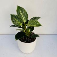 برکین فیلودندرون