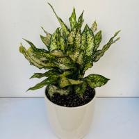 آگلونما بزرگ