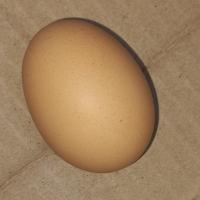 تخم مرغ محلی