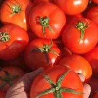 گوجه فرنگی بوته ای ممتاز