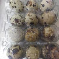 تخم بلدرچین