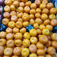 نارنگی درجه 1 